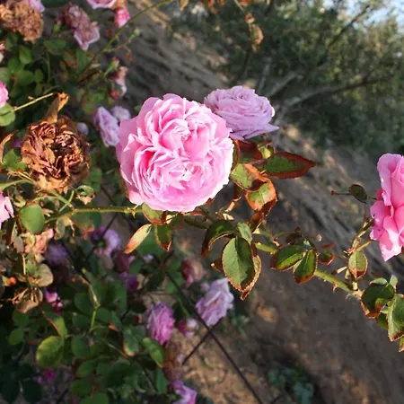 Mina's In Naxos Island Pensjonat Agios Prokopios (Naxos)
