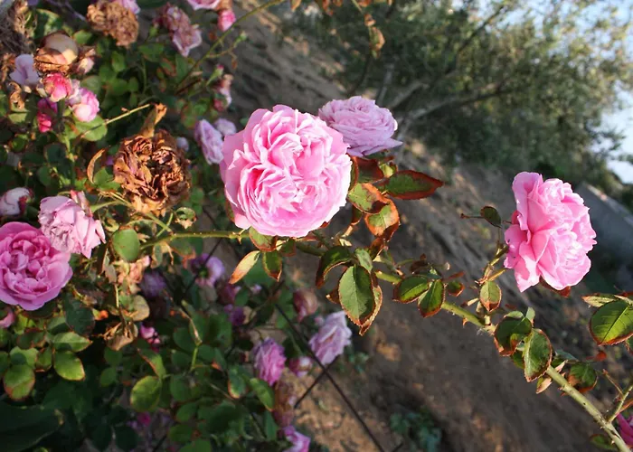 Mina's In Naxos Island 招待所 阿吉奥斯普罗科皮奥斯