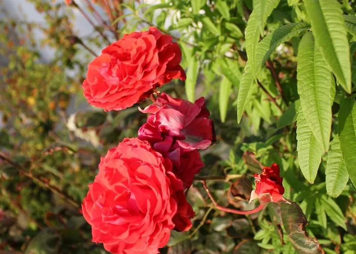 Mina's In Naxos Island